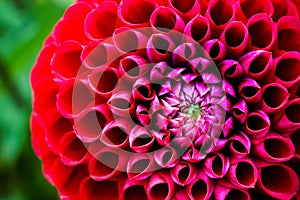 Red Dahlia Flower